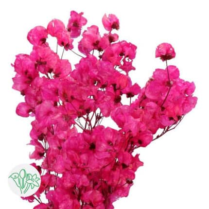 Dried Bougainvillea Cerise hol