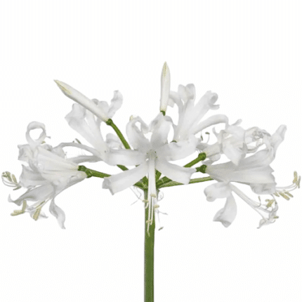Nerine White holl.
