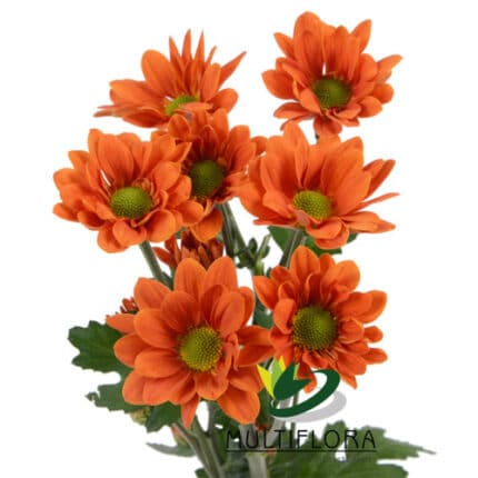 Pom Daisy Bronze gdns