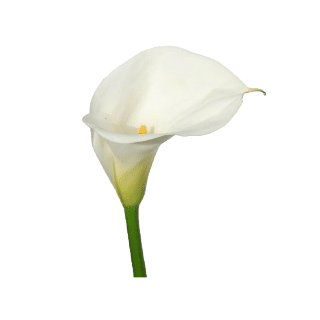 Calla White galleria (STEM)