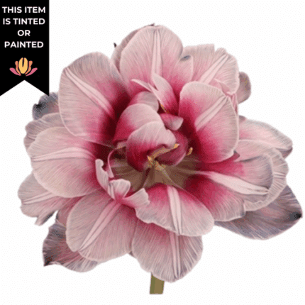 Tulips Dbl Bohemian holl