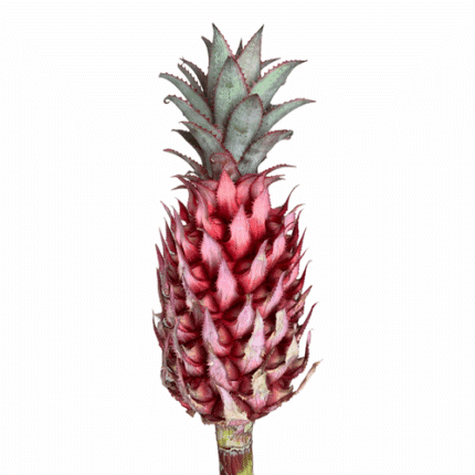 Pineapple Striatos med holex