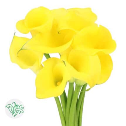 Calla Monte Carlo holl