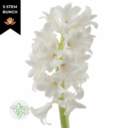 Hyacinth White holl