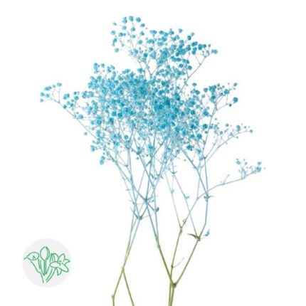Gypsophila Dyed Lt Blue holl