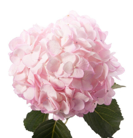 Hydrangea Blush holl(STEM)