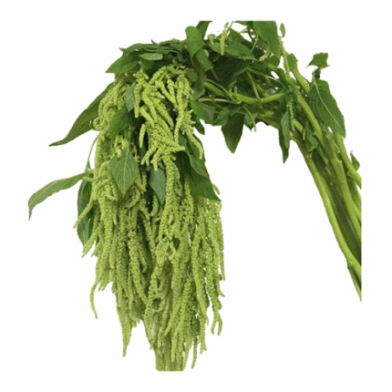 Amaranthus Green Hanging gro 7