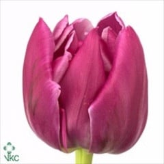 Tulip Dbl Princess holl