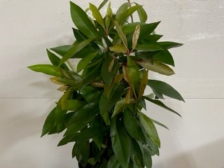 8" POTTED ARDISIA