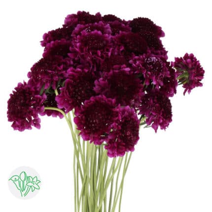 Scabiosa Red Velvet holl