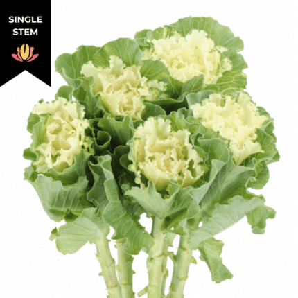 Kale White Ruffle bella(STEM)