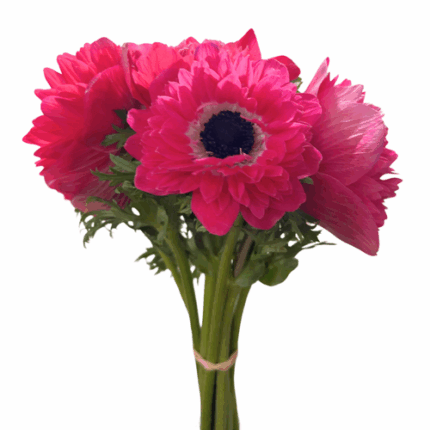 Anemone Fullstar Hot Pink rpri