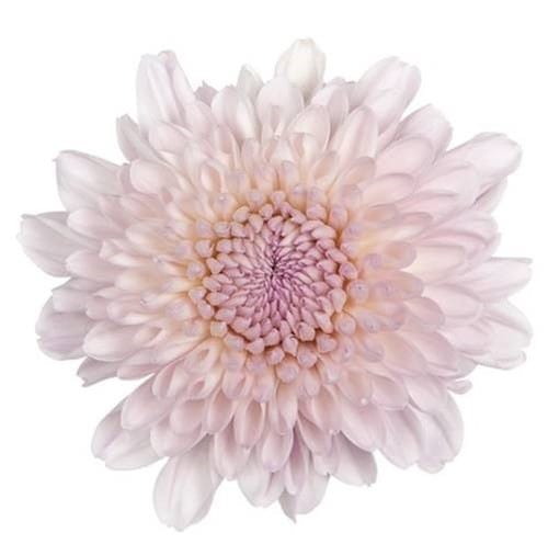 93804ac0-c928-40a6-bdc0-4413bbeaf78a.jpg Mum Disbud Button Avatar gdns - Image 1