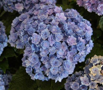 Hydrangea You&Me Toget. Blue b