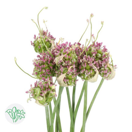 Allium Green Drops holl