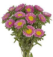 ASTER matsu pink joe&son