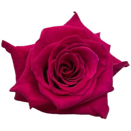 Rose PkFlash rio