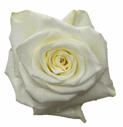 Rose Highlight 50cm rprima
