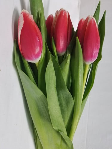 Tulip HotPk Peppermint v.d.