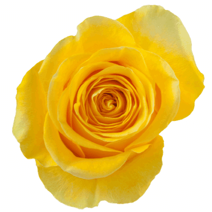 Rose Brighton 50cm rprima - R BRIG 50 PRIMA