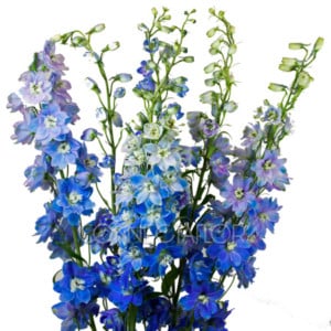 Delph. Pacific BlueBird xtra