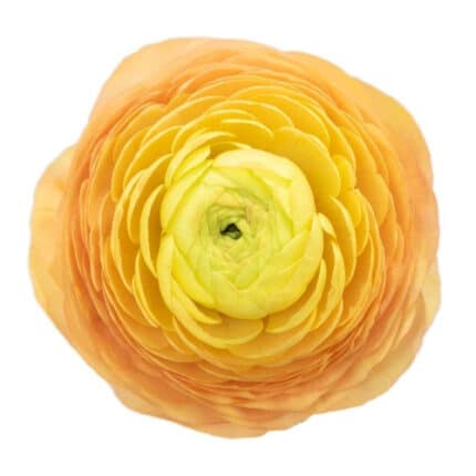 Ranunculus Peach bella