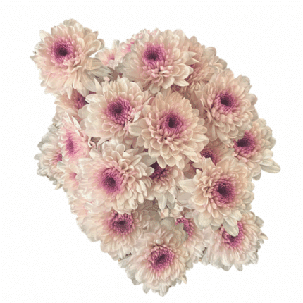 Pom Cushion Sweet Detail Rio