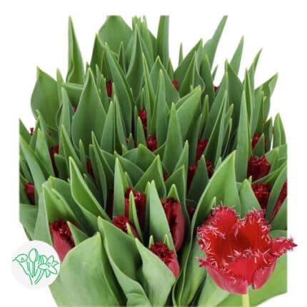 Tulip Frill Dk Red holl
