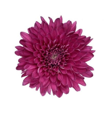 Mum Disbud Lamira Purple garde
