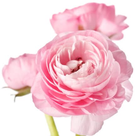 Ranunculus Cloony Cebero holl
