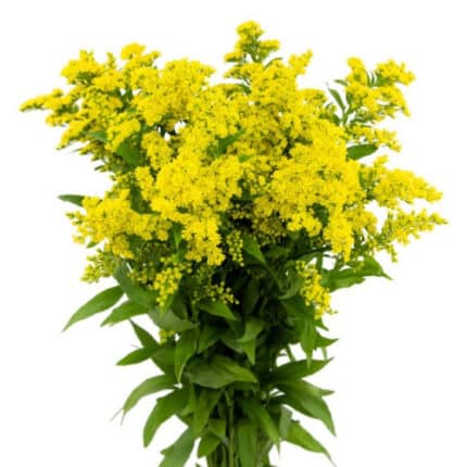 Solidago Golden Glory misty