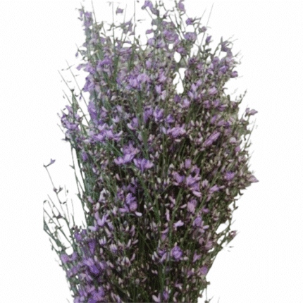 Ginestra Lavender holl