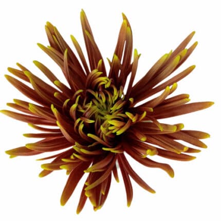 Mum Disbud Safina Dark rio