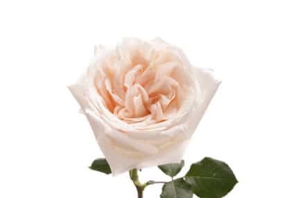 Rose Grdn WhiteOhara(12stm) rp