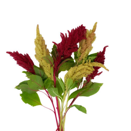 Amaranthus Jumbo Jester cramer