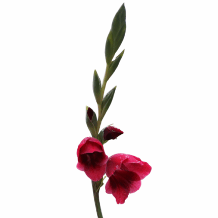 Glad Ruby cali