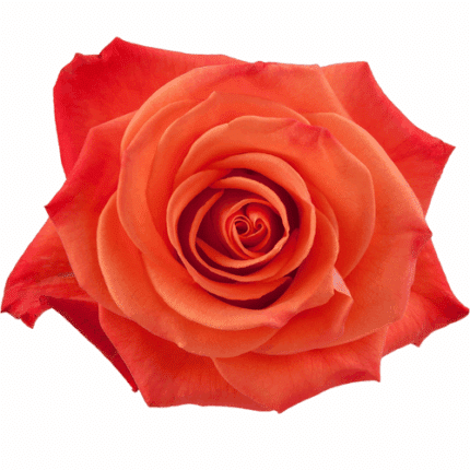 Rose Orange Crush 60cm rprima