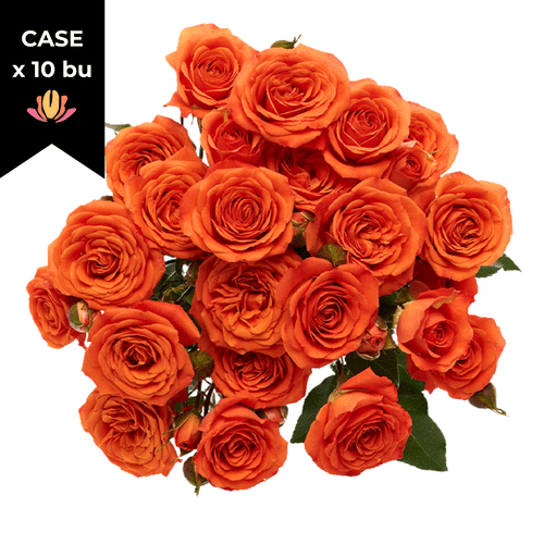 944b4f12-2374-47d7-a598-0970d672f015.png RoseSpray Orange (x10 case) golden - Image 1