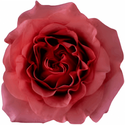 Rose Razzmatazz 50cm Holex