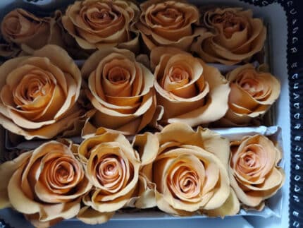 Rose Vanilla Mocca 50cm naran