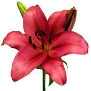RED& white lily mix sv x12box