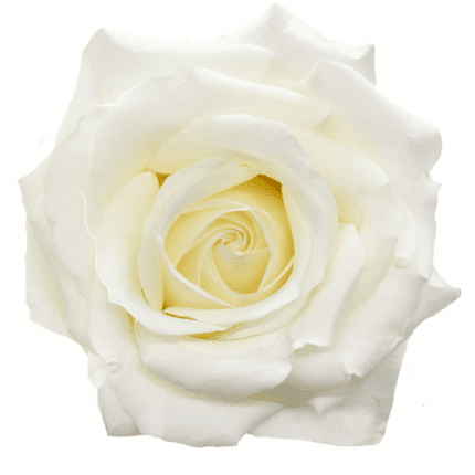 Rose Inocencia 40cm florecal