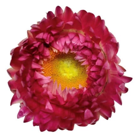 StrawFlower Pink much