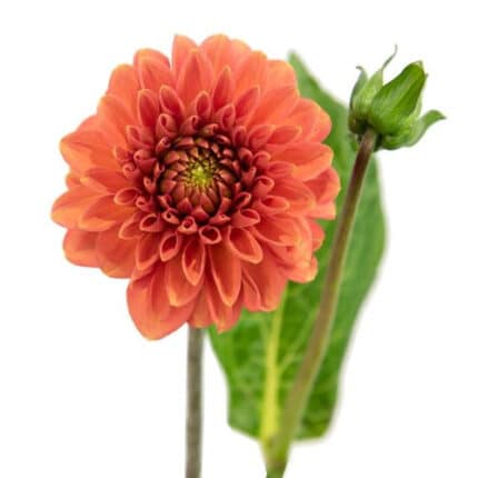 Dahlia Karma Org Fox holex(5st