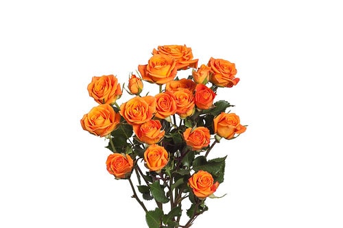 94a0779e-259c-47f3-9ea4-72457bfbc7c4.jpg RoseSpray OrgSensation holl - Image 1