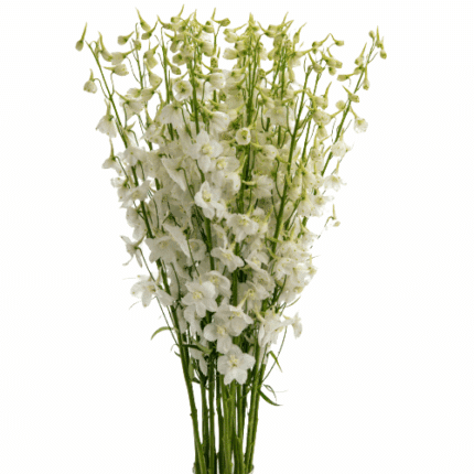 Delph Hybrid White 100cm valle