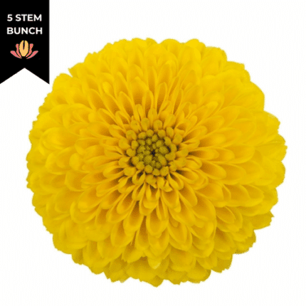 Mum Disbud Balls Yellow Totumo