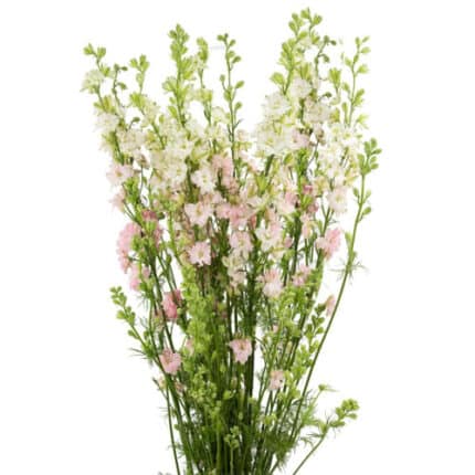 Larkspur Pink sande