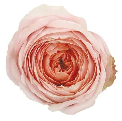 Rose Garden Romantic Antique hol