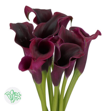 Calla Rudolph holl(purple)
